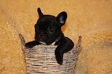 BOULEDOGUE FRANCAIS 813